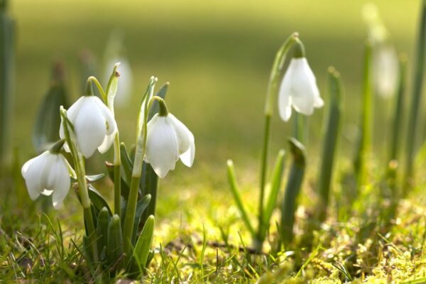 Весна идет – весне дорогу! Спектакли марта