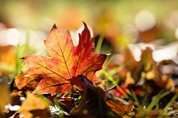 Открытие сезона. Театральная афиша Москвы. Сентябрь