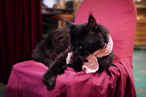 Черная магия и смысловое конфетти: как прошла экскурсия, организованная ВФТМ и Булгаковским домом