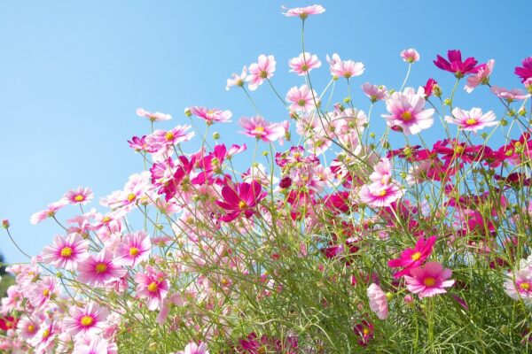 Театральная афиша Москвы. Премьеры июня