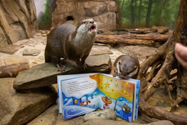 Почему писатели так любят выдр? Читаем самые интересные книги