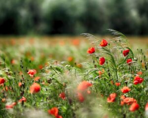 Подробнее о статье Театральное межсезонье. Афиша июля