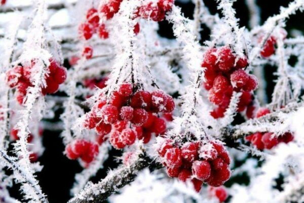 Театральная афиша Москвы. Декабрь