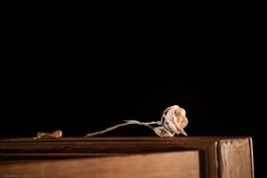 Подробнее о статье Премьера спектакля «Мой бедный Марат», Театр на Таганке