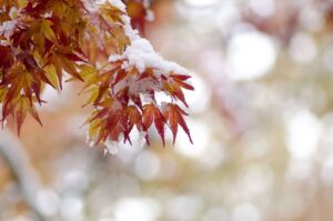 Подробнее о статье Театральная афиша Москвы. Ноябрь