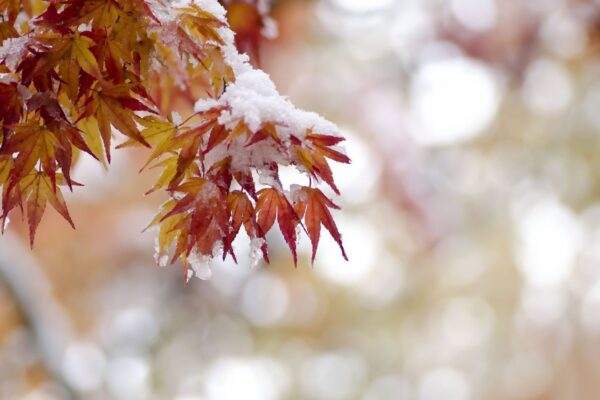 Театральные премьеры ноября. Афиша Москвы