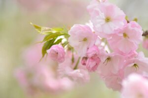 Подробнее о статье Для милых дам! Афиша 8 – 10 марта