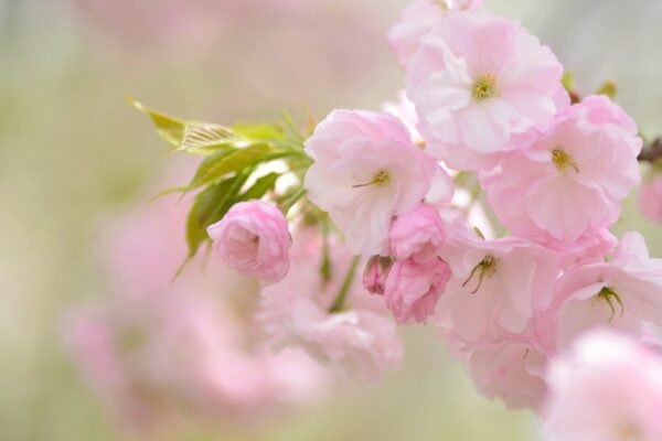 Для милых дам! Афиша 8 – 10 марта