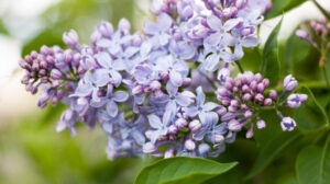 Подробнее о статье Лето в городе. Театральные премьеры мая и июня