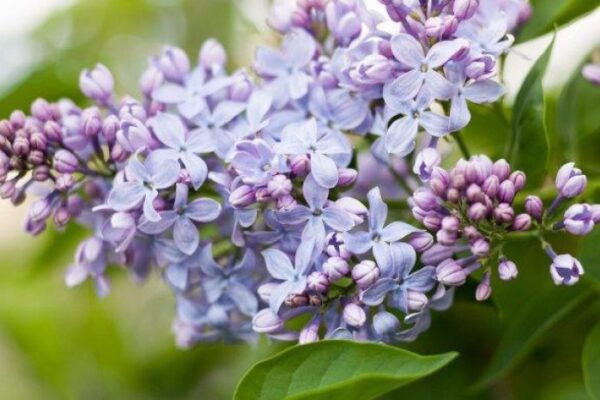 Лето в городе. Театральные премьеры мая и июня